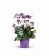 Limonium