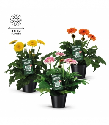 Gerbera