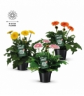 Gerbera