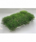 Gypsophila