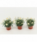Argyranthemum