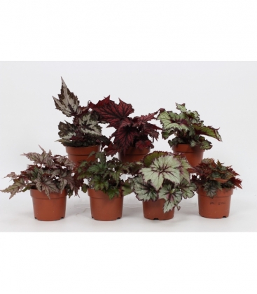 Begonia