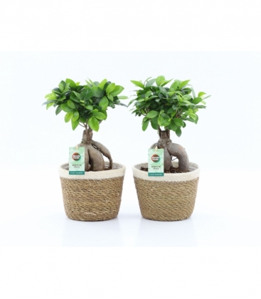 Ficus