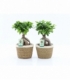Ficus