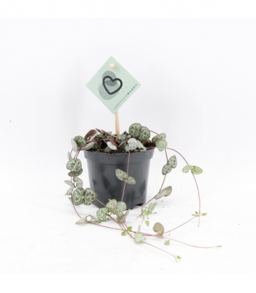 Ceropegia