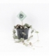 Ceropegia
