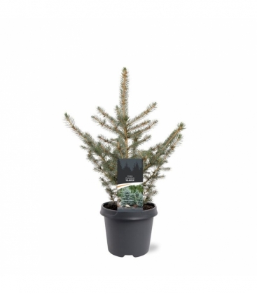 Picea