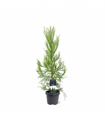 Cryptomeria