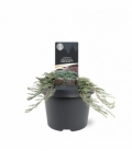Juniperus
