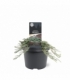 Juniperus
