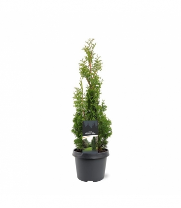 Thuja