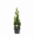 Thuja