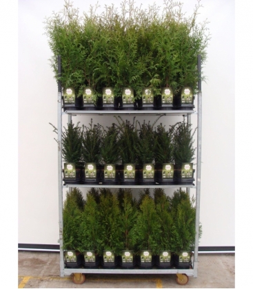 conifers