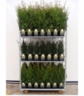 conifers