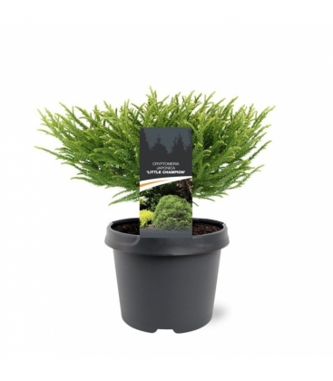 Cryptomeria