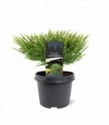 Cryptomeria