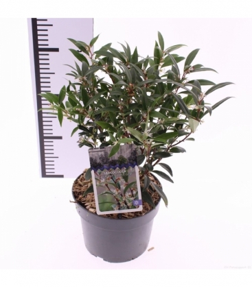 Sarcococca