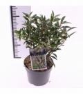 Sarcococca