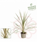 Cordyline