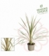Cordyline