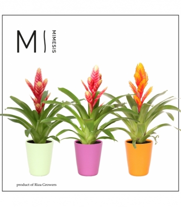 Vriesea