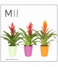 Vriesea