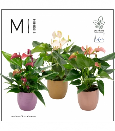 Anthurium