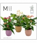 Anthurium