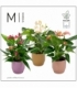 Anthurium