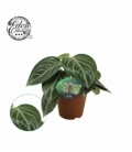 Peperomia