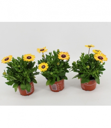 Osteospermum
