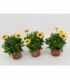 Osteospermum