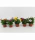 Osteospermum