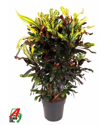 Croton