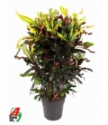 Croton