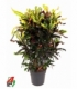 Croton