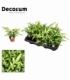 Pteris