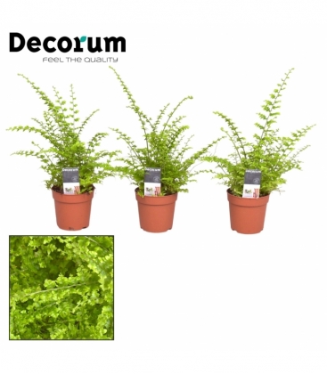 Nephrolepis