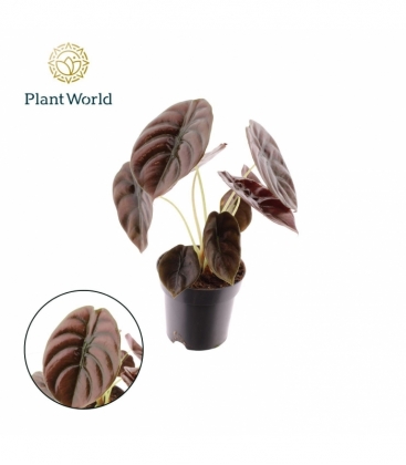 Alocasia
