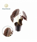 Alocasia