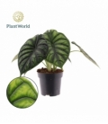 Alocasia