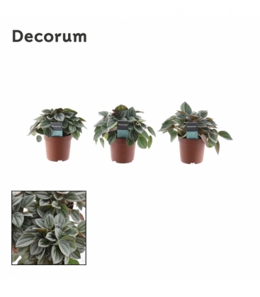 Peperomia