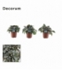 Peperomia