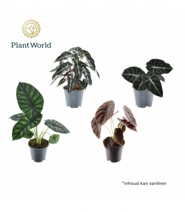 Alocasia