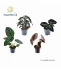 Alocasia
