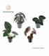 Alocasia