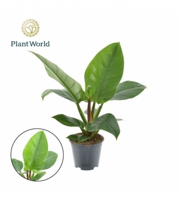 Philodendron