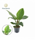 Philodendron