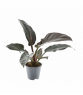 Philodendron