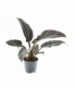 Philodendron